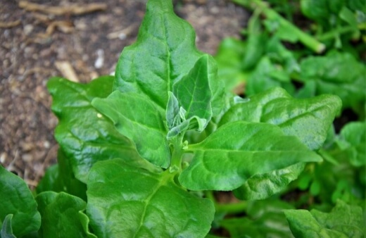 Warrigal greens like warm weather and sometimes die back naturally in winter