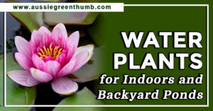 Best Water Plants for Indoors and Backyard Ponds
