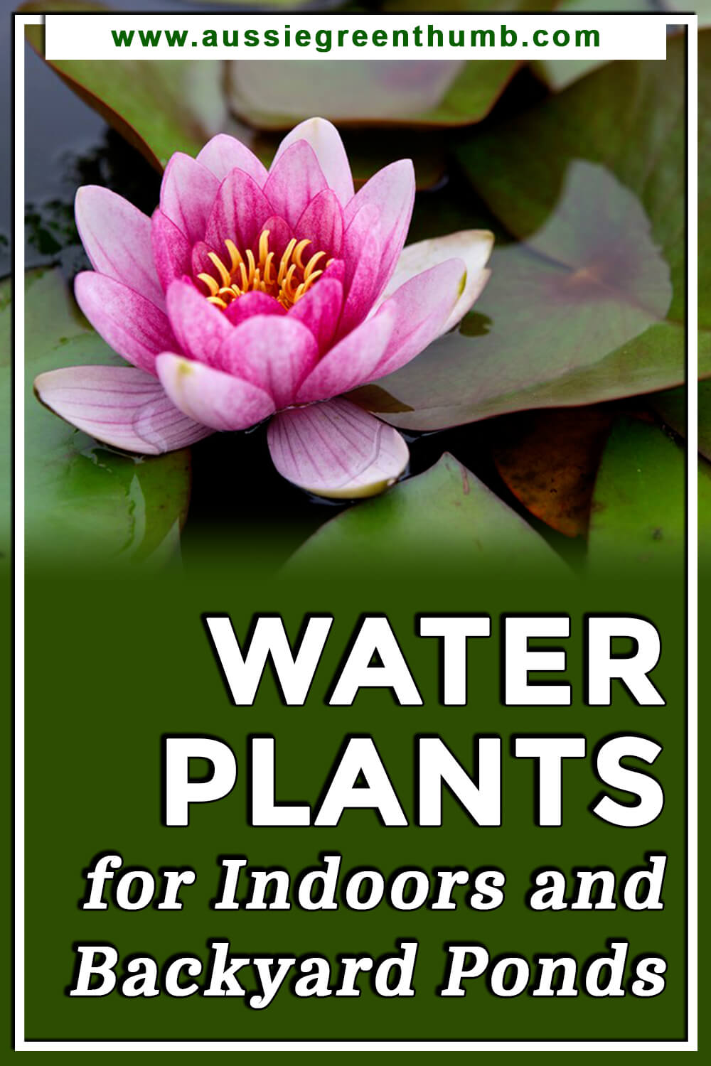 Best Water Plants for Indoors and Backyard Ponds