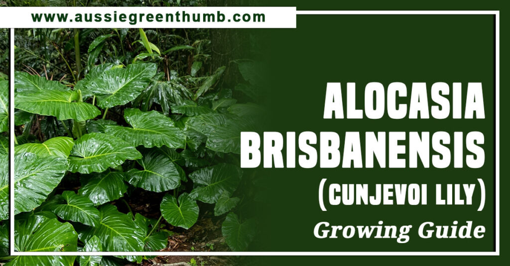 Alocasia Brisbanensis (Cunjevoi Lily) Growing Guide