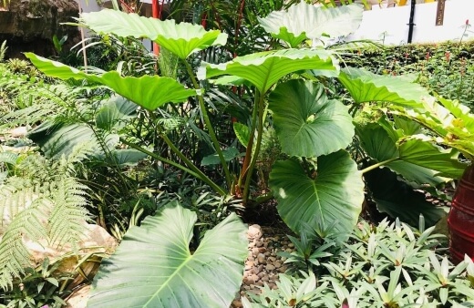 Alocasia brisbanensis are gorgeous plants, perfect for outdoor ponds if you can keep them contained