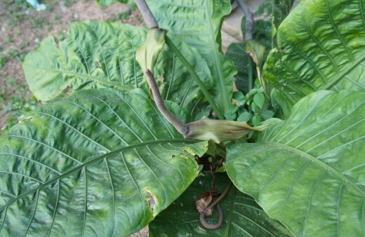 Alocasia brisbanensis are very resistant to pests