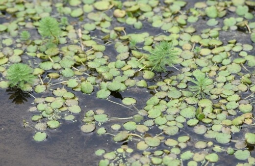 Amazon frogbit are great for small ponds where lilies might take up much space and help create an illusion of space