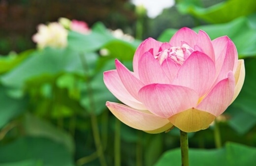 Australian Native Lotus are a must-have for any native garden looking to impress guests