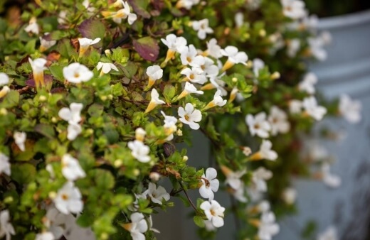 Bacopa monnieri is one of the best native water plants in Australia