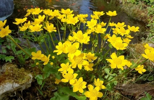 Caltha palustris add a zesty pop to the garden in early spring, and with deadheading can keep flowering right into summer