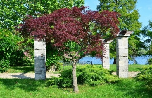 Caring for Japanese Maple