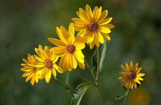 Growing Perennial Sunflowers