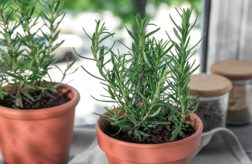 Growing Rosemary in Pots