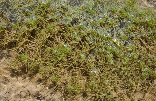 Hornwort is one of those ancient prehistoric plants