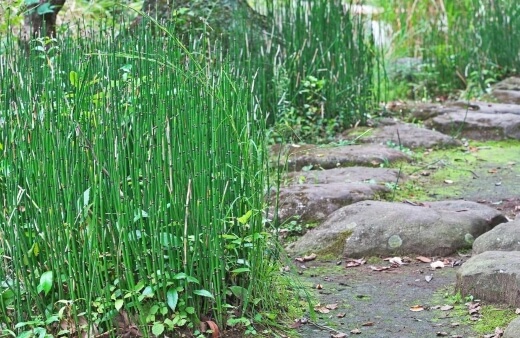 Horsetail is easy to control and loves being contained in pond baskets