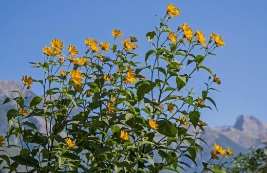How to Care for Perennial Sunflowers