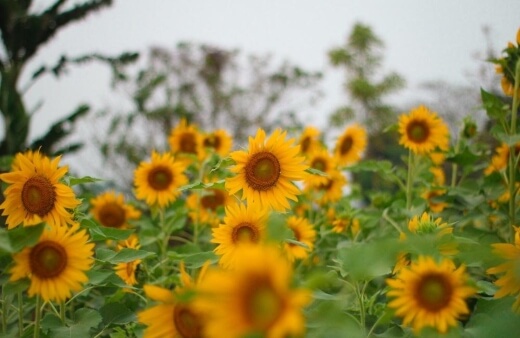 How to Grow Annual Sunflowers