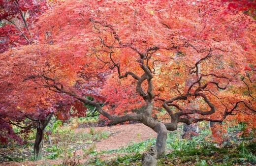 How to Grow Japanese Maple