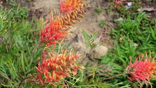 How to Grow Ned Kelly Grevillea