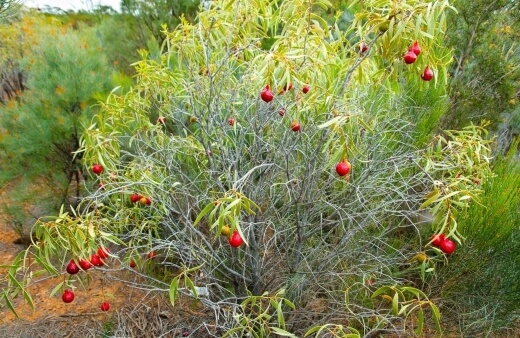 How to Grow Quandong