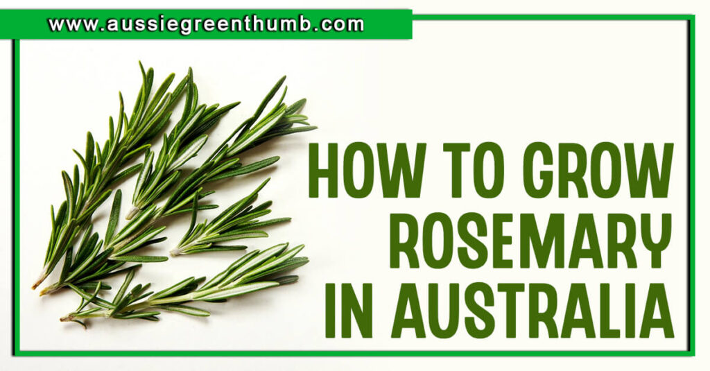 How to Grow Rosemary in Australia