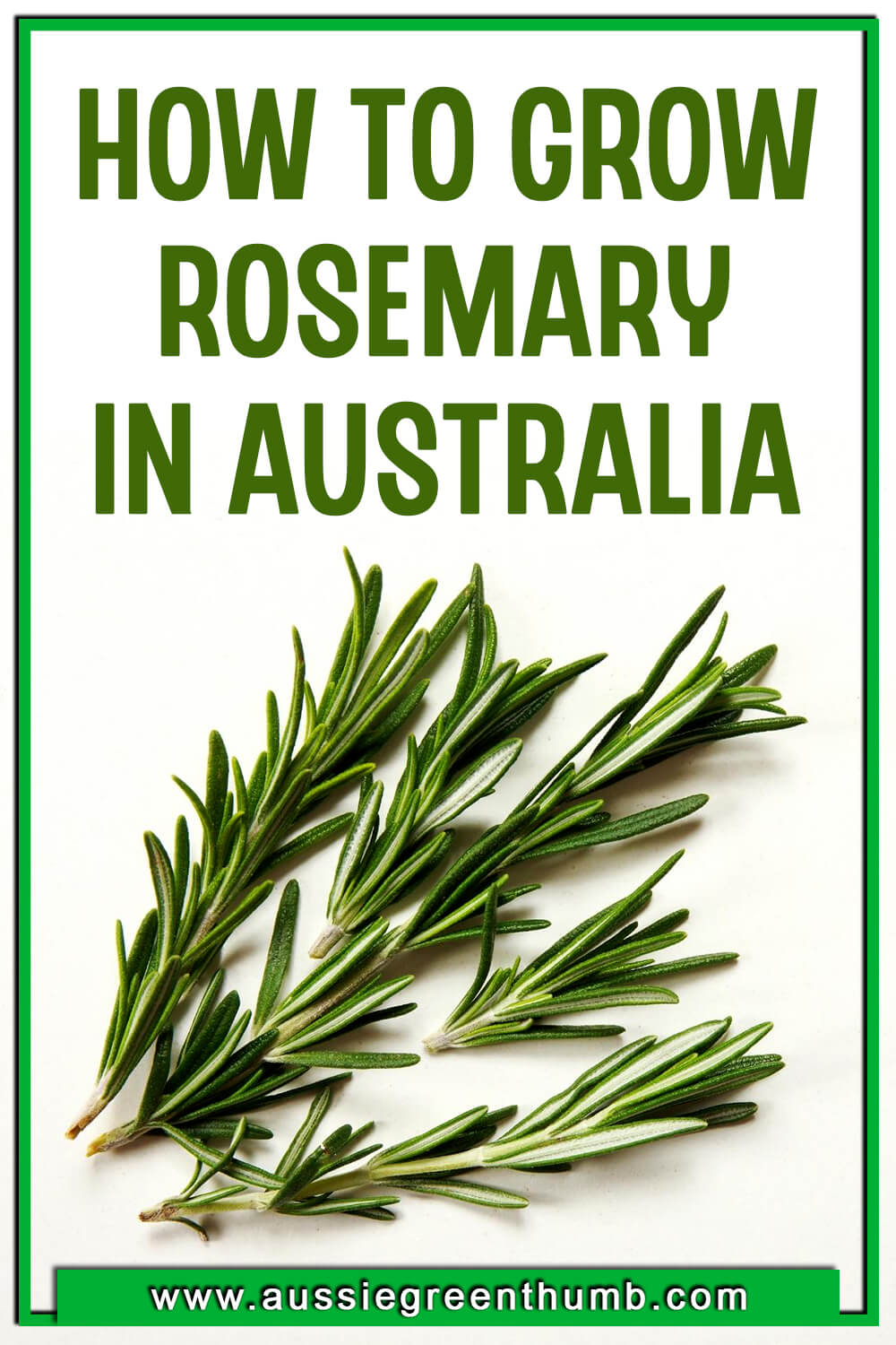 How to Grow Rosemary in Australia