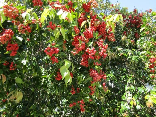 How to Plant Syzygium Luehmannii
