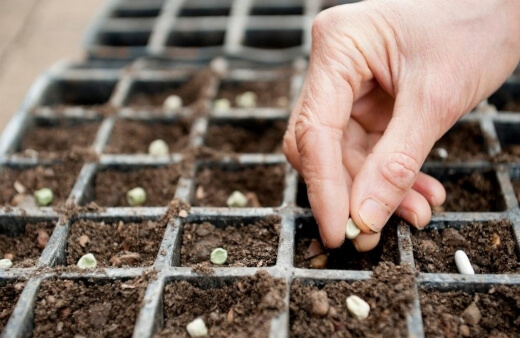 How to Sow Seeds