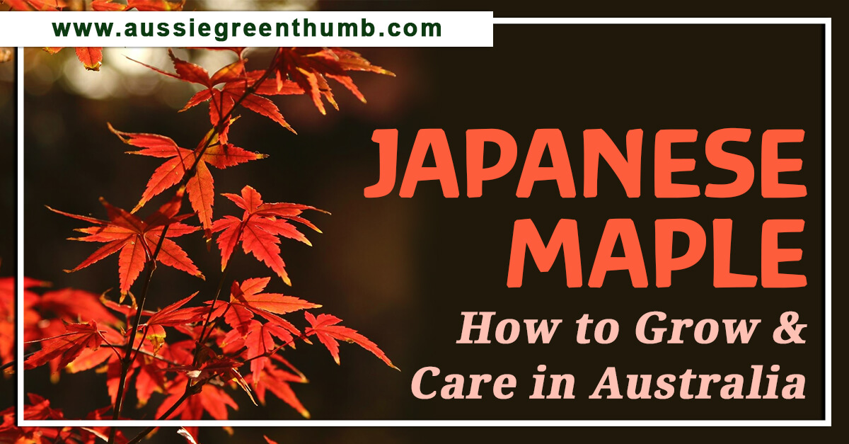 Japanese Maple – How to Grow & Care in Australia