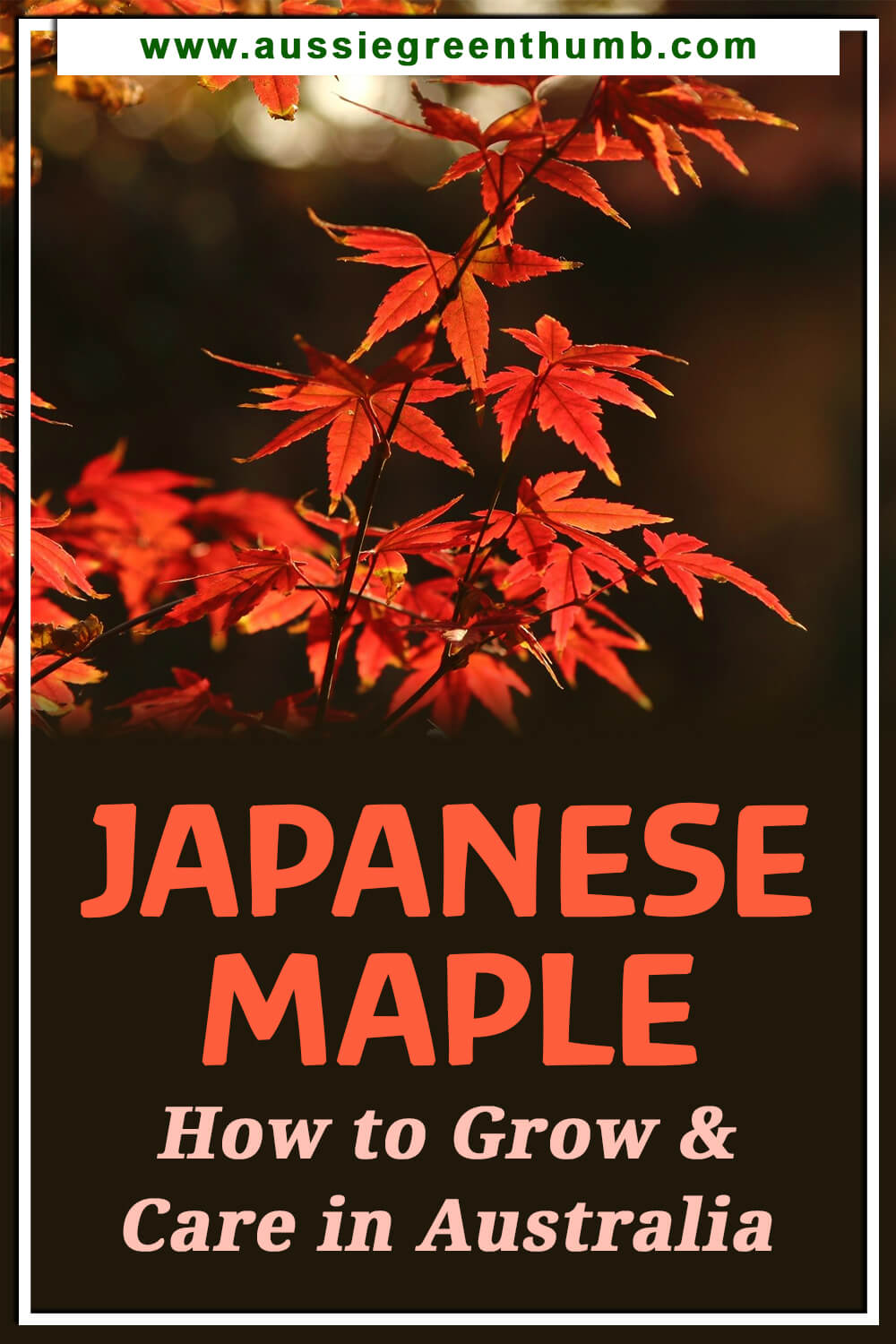Japanese Maple – How to Grow & Care in Australia