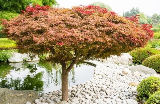 Japanese maple or Acer palmatum is native to Japan, North and South Korea, China, eastern Mongolia, and southeast Russia