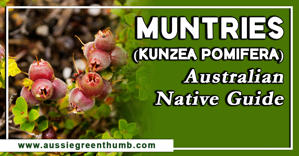 Muntries (Kunzea Pomifera) – Australian Native Guide