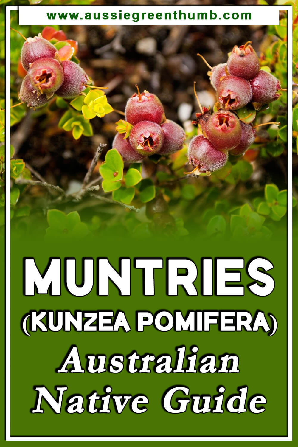 Muntries (Kunzea Pomifera) – Australian Native Guide