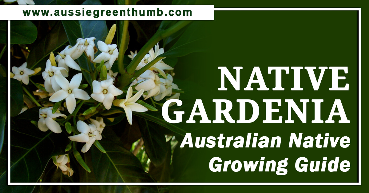 native-gardenia-australian-native-growing-guide-agt