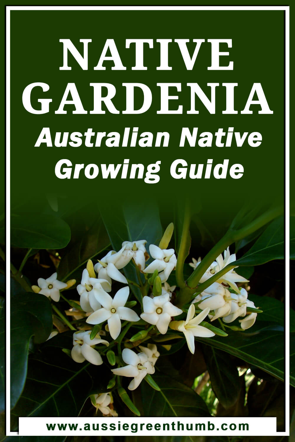 Native Gardenia – Australian Native Growing Guide