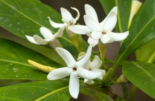 Native gardenia, also known as yellow mangosteen, is thought of as a good bush tucker and was used in Aboriginal cuisine