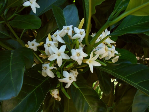 Native gardenias are considered shallow-rooted shrubs