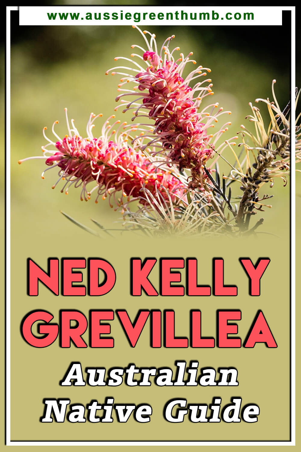 Ned Kelly Grevillea Australian Native Guide