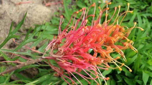 Ned Kelly Grevillea rarely struggle with any pest problems or diseases when grown in the right conditions