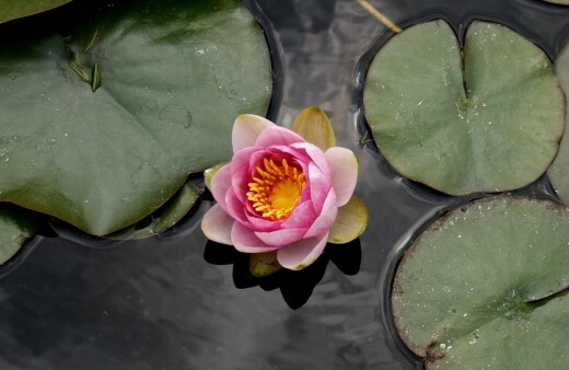 Nymphaea are often mistaken for lotuses, but their leaves have the iconic lily pad form
