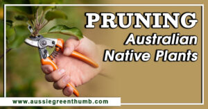 Pruning Australian Native Plants