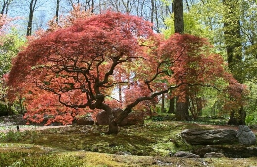Pruning Japanese Maple