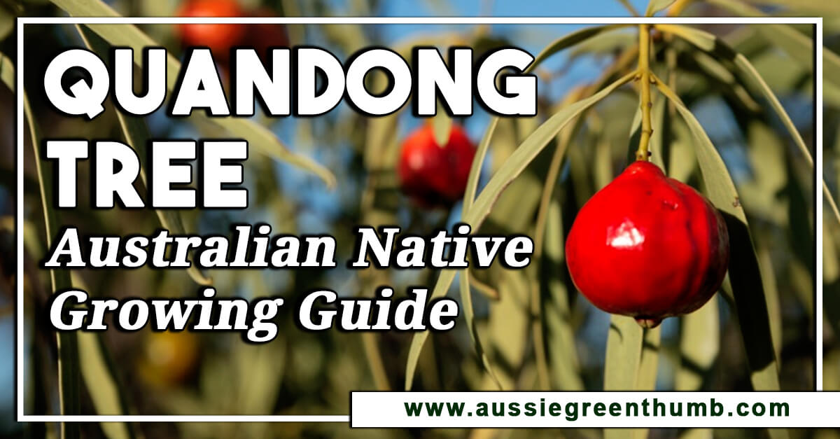 Quandong Tree – Australian Native Growing Guide