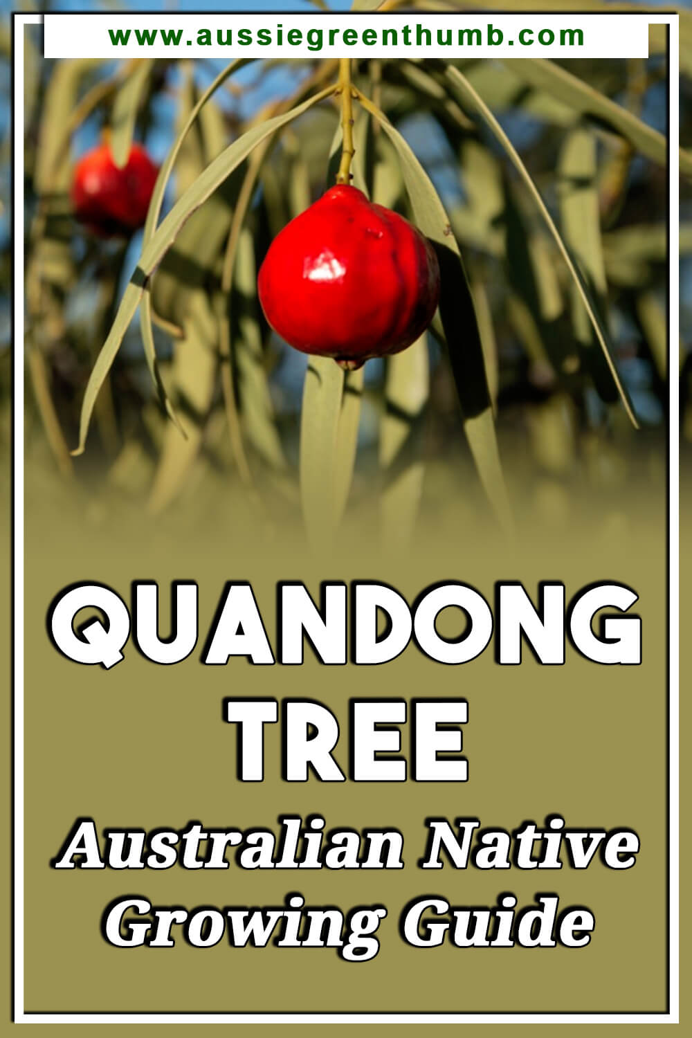 Quandong Tree – Australian Native Growing Guide