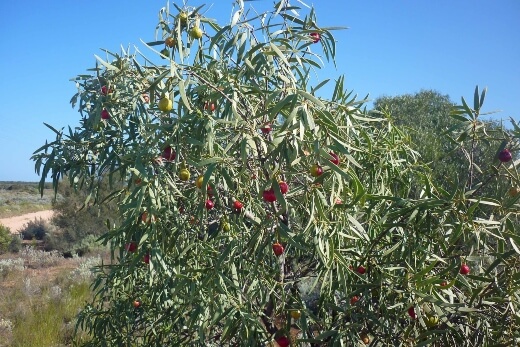Quandong tree roots were ground and used as an infusion to treat rheumatism