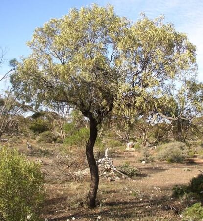 Quandong trees have an aromatic wood and it was in fact used by Aboriginal people in smoking ceremonies