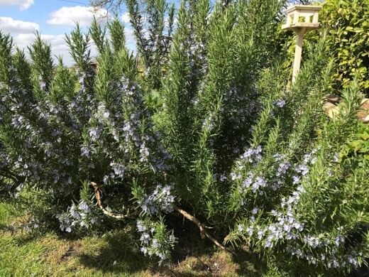 Rosemary ‘Miss Jessopp’s Upright’ is a good rosemary for containers thanks to its slow-growing, compact form