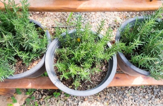 Rosemary, or Salvia rosmarinus, is a Mediterranean shrub that thrives in loose, free-draining soils