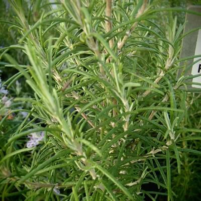 Rosmarinus angustifolia are bushy, evergreen rosemary within the upright, officials group