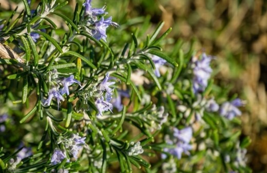 Salvia rosmarinus officinalis is that standard rosemary, grown for fragrance and flower as much as for culinary use