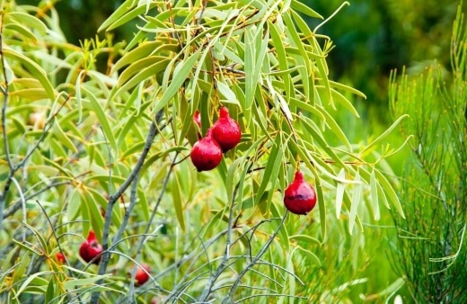 Santalum acuminatum is part of the Santalaceae family but is commonly known as the quandong