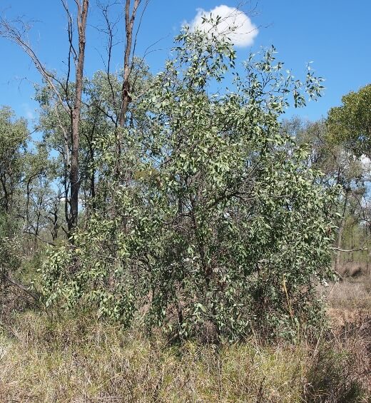 Santalum lanceolatum is an Australian tree commonly known as desert quandong, northern sandalwood, sandalwood, or true sandalwood and in some areas as burdardu