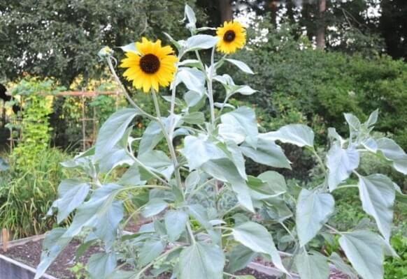 Silverleaf Sunflower has unique silvery foliage, making them look like Mediterranean or even alpine plants