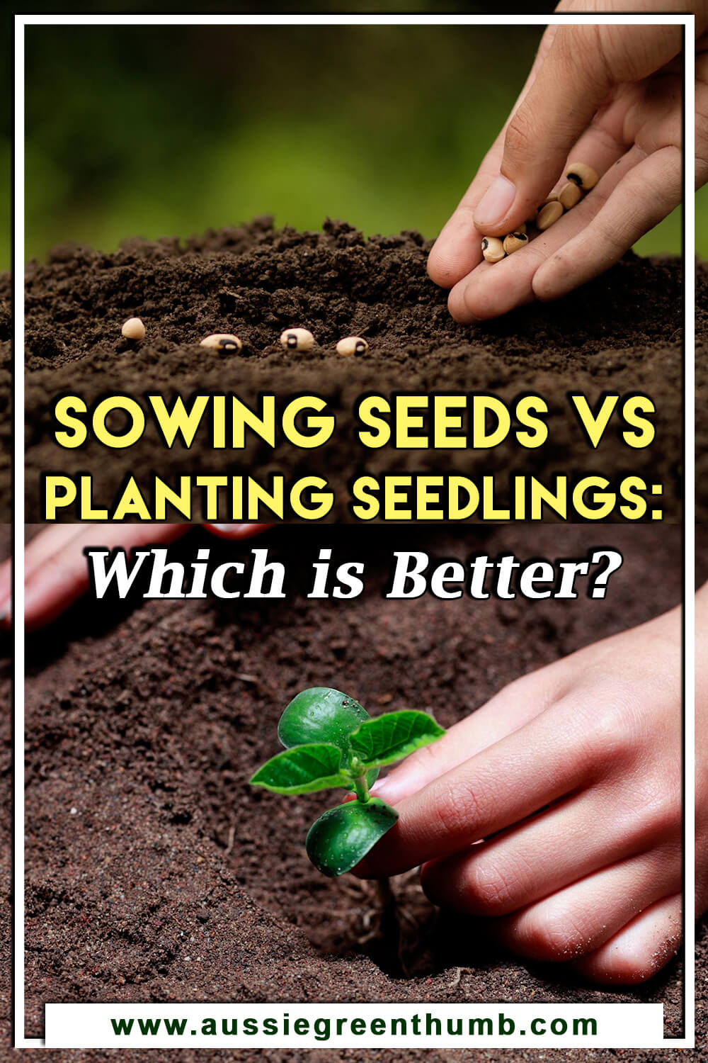 Sowing Seeds vs Planting Seedlings: Which is Better?
